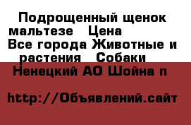 Подрощенный щенок мальтезе › Цена ­ 15 000 - Все города Животные и растения » Собаки   . Ненецкий АО,Шойна п.